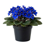 African Violets Live Plant, Blue African Violet Plant, 3-5 Inches Tall, Vibrant Blooms, Easy Care Indoor Flowering Plants for Home and Office Decoration
