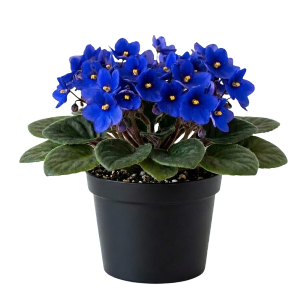 African Violets Live Plant, Blue African Violet Plant, 3-5 Inches Tall, Vibrant Blooms, Easy Care Indoor Flowering Plants for Home and Office Decoration