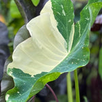 Colocasia Esculenta, Colocasia Live Plant, Elephant Ears Live Plant, Esculenta Taro Live Houseplant, 5-8 Inc Tall, No Pot (Rare Colocasia)