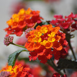 4 Colorful Perennial Lantana Trees Live Plants, Red Blooms, Hardy and Long Blooming Seasons, Fragrant, 5-10" in Tall, Full Sun Growing