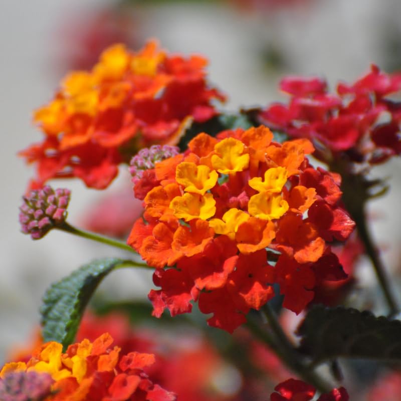 4 Colorful Perennial Lantana Trees Live Plants, Red Blooms, Hardy and Long Blooming Seasons, Fragrant, 5-10" in Tall, Full Sun Growing