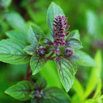 Blue Basil Plant Pot, 4 Blue African Basil Live Plants, Basil Starter Plant, Basil Plant Live, 3 to 5 Inc in Height