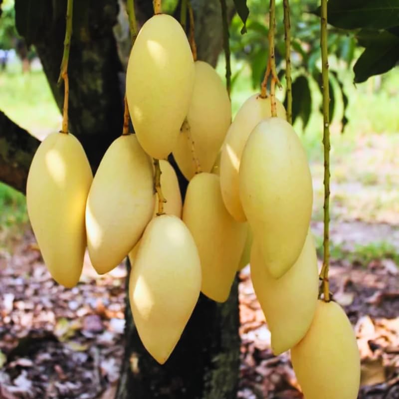 Carrie Mango Plant Live for Planting, 1 Year Old 10–14 Inch Tall, Early to Mid Season Sweet Mango Variety Zones 9–11