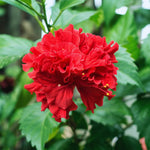 Hardy Hibiscus Plant Live, Double Red Hibiscus Tree Live Plant from 4 to 7 Inches Tall, Perennial Hibiscus Flower