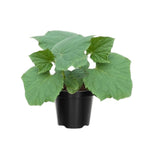 Luffa Plants Live, 02 Plants in 4 Inch Pot, Luffa Gourd Plant, Vegetable Plants Live for Garden