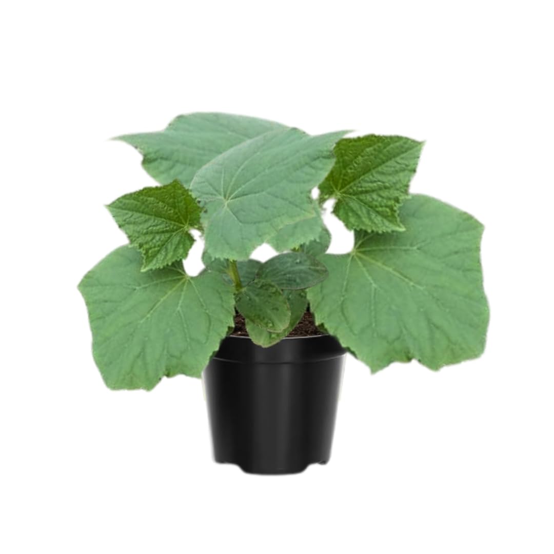 Luffa Plants Live, 02 Plants in 4 Inch Pot, Luffa Gourd Plant, Vegetable Plants Live for Garden