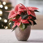 2 Poinsettia Plants Live, Pink Poinsettia Flowers Christmas Decorations, Holiday Houseplant, Poinsettias Trees Plants, No Pot, 5-9" Tall