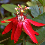 Passion Flower Plant Live, 5 to 8 Inch Tall Passiflora Vine, Fragrant Climbing Plant for Garden or Trellis, No Pot, Well-Rooted (Red Passion Flower)