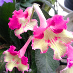 Streptocarpus Live Plant in 3.25" Pot, 5-8" False African Violet Ladyslipper Primose Plant for Spring Planting, Indoor Outdoor Home Décor (Blue White)
