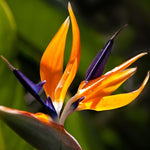Bird of Paradise Plant Live for Planting, 5 to 10 Inches Tall, Tropical Strelitzia Reginae Bird of Paradise Live Plant (Orange Bird of Paradise)