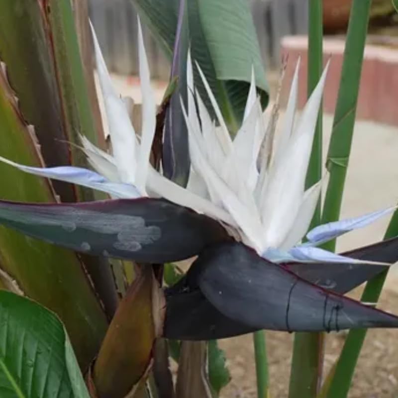 Bird of Paradise Plant Live, White Bird of Paradise Live Plant from 9 to 12 Inches Tall, Flower Bush Plant