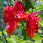 Pack 2 Red Ghost Pepper Plants, Live Red Ghost Pepper Plants for Growing, 80 Days Old Plant