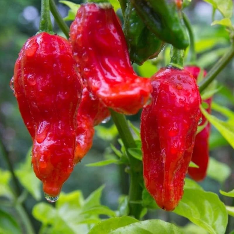 Pack 2 Red Ghost Pepper Plants, Live Red Ghost Pepper Plants for Growing, 80 Days Old Plant