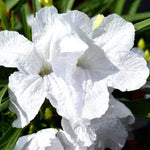 Pack 3 White Mexican Petunia Live Plants, 4-9" Tall Hardy Ruellia Simplex Petunia Perennials for Garden, Landscape, Patio