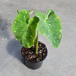 Colocasia Live Plant, 4-8'' Tall, Elephant Ear Plant, Esculenta Taro Alocasia Housplant, Indoor Outdoor Planting (Bicolor)
