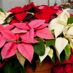 AVERAR Random Poinsettia Plant Live 4-8 Inches, Vibrant Poinsettia Flowers for Holiday, Live Indoor Houseplant, No Pot