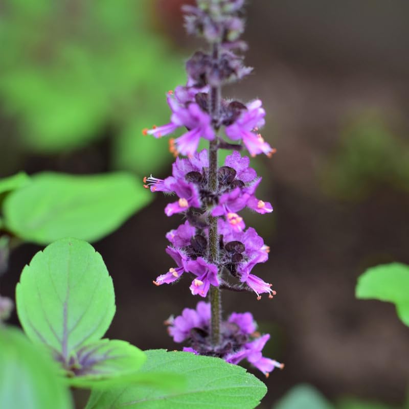 2 African Blue Basil Plants Live, Live Basil Plant, 4 to 6 Inches Tall, Basil Live Plant