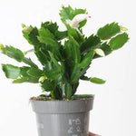 Thanksgiving Cactus Live Plant in 2" Pot, Holiday Christmas Cactus Plants Live, Winter Bloom, Indoor Planting, Ready to Blooms (White)