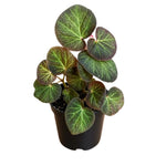 Begonia Live Plant, Begonias Live Plant, Rare Begonias Plants, 5-7 Inches in Height for Indoor Houseplant (Trailing Begonia)