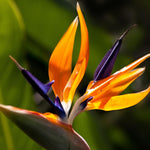 Sets 2 Orange Bird of Paradise Plants Live, Striking Blue Orange Blooms, 5 to 9 Inc Tall, No Pot, Tropical Houseplant, Exotic and Vibrant Color