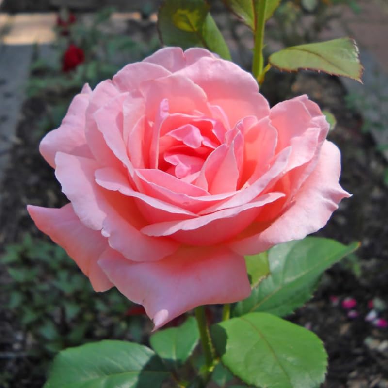 Rose Plant Live, Roses Bush for Outdoor Garden, 5-10 Inch Tall, Ornamental Flowering Shrub with Fragrant Blooms, Ready to Plant (Pink Rose)