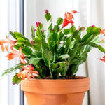 True Thanksgiving Cactus Plant Live in 4" Pot, Ready to Bloom, Holiday Christmas Cactus Plants Live, Vibrant Blooms (Peachy Yellow)