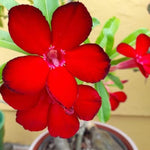 Red Desert Rose Plant Live, 4-7" Tall, Adenium Obesum Well-Rooted Succulent for Indoor Outdoor Displays