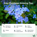 10 Blue Plumbago Cuttings for Planting, Blue Blooming Outdoor Shrub Cuttings, 6-8 Inch Tall