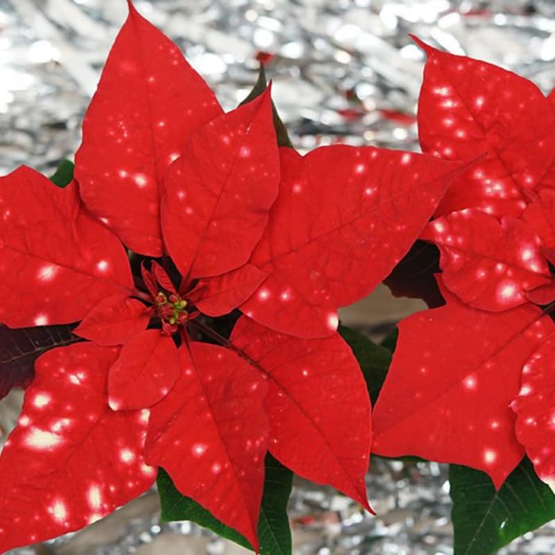 2 Poinsettia Plants Live, Rare Red Poinsettia Flowers Christmas Decorations, Holiday Houseplant, Poinsettias Trees Plants, No Pot, 5-9" Tall