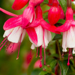 2 Fuchsia Plants Live, Live Fuchsia Plants, 3 to 5 Inches Tall, Red White Flower Plant, 4 to 6 Inc Tall