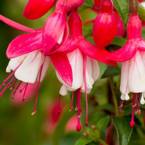 2 Fuchsia Plants Live, Live Fuchsia Plants, 3 to 5 Inches Tall, Red White Flower Plant, 4 to 6 Inc Tall