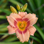 Set 10 Strawberry Daylily Bulbs for Planting, Hardy Perennial Lily Roots for Colorful Summer Blooms