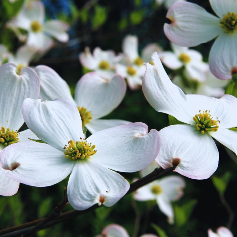 White Dogwood Tree Live Plant, Flowering Dogwood Tree, 6 to 12 Inches in Height