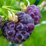 2 Raspberry Plants Live Seedlings 5 to 9 Inch Tall, Sweet Raspberry Bush Live Plants, Edible Raspberries Fruit Trees Live Plants (Glencoe Thornless Raspberry Plants)
