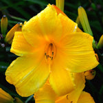 Set 10 Yellow Daylily Bulbs for Planting, Hardy Perennial Lily Roots for Colorful Summer Blooms