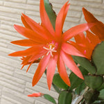2 Pink Easter Cactus Plants Live, Christmas Cactus Thanksgiving Cactus Plants Live, Well-Rooted Cold Hardy, Holiday Cactus for Indoor Outdoor Planting, 4-8 Inc Tall, Starter Tree