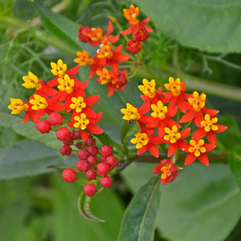 3 Deep Red Milkweed Plant Live, Asclepias Tuberosa Butterfly Bush, 4-8"