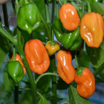 Set 6 Orange Habanero Chili Pepper Live Plants, Super Hot Pepper Chili Plant for Year-Round Planting, Pepper Habanero 90 Days Old Plants