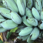 Blue Ice Cream Banana Plant Live, 4-6" Tall Well-Rooted for Indoor Tropical Displays, Cold Hardy Banana Fruit Tree