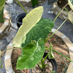 Elephant Ear Plants, Rare Colocasia Plant Live, Perennial Esculenta Taro Alocasia 4-8 Inch Tall, Indoor Outdoor Garden (White Spotted)