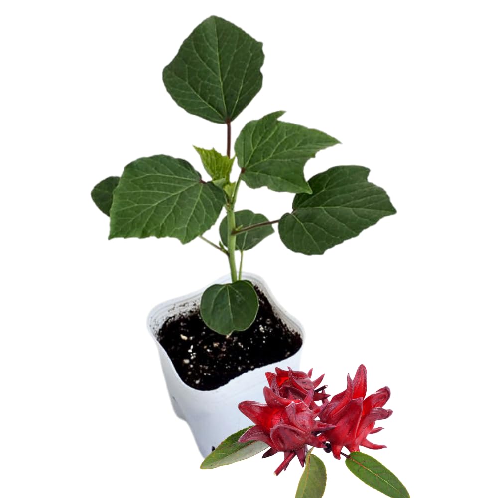 Roselle Hibiscus Plant Live, Hibiscus Sabdariffa Plant, Red Sorrel Jamaica Live Plant in 4 Inches Pot, 6-8 Inc Tall, Red Roselle Seedling for Indoor Outdoor Growing