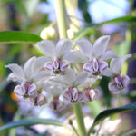 4 Milkweed Plants Live, White Butterfly Milkweed Asclepias Tuberosa Perennial Wildflowers Swamp Common Bush, 5-9" in Tall, No Pot