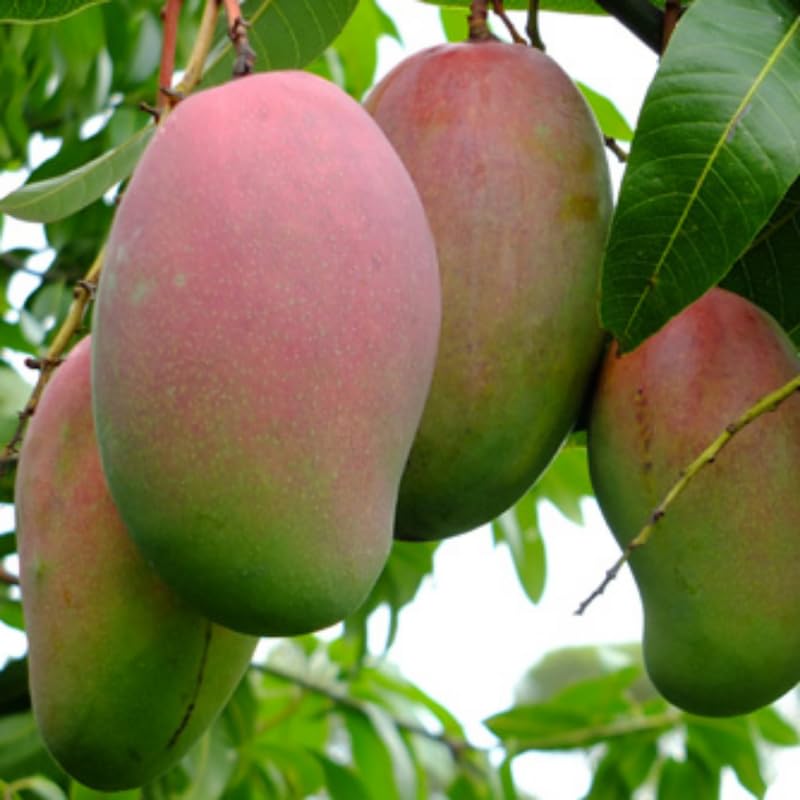 Valencia Mango Tree Live Plant Grafted, 14 to 18 Inches Tall in Pot, Ready to Bear Fruit in 1 Year, Sweet Mango Tree for Planting