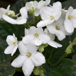 African Violet Live Plant in 4" Pot, White African Violets Plants Houseplant Well-Rooted, Indoor Outdoor Blooming, Holiday Flower Bush
