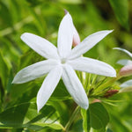 3 Jasmine Plant Indoor Live, Jasmine Flower Plants Live, No Pot, 5 to 7 Inch in Height Starter Plant