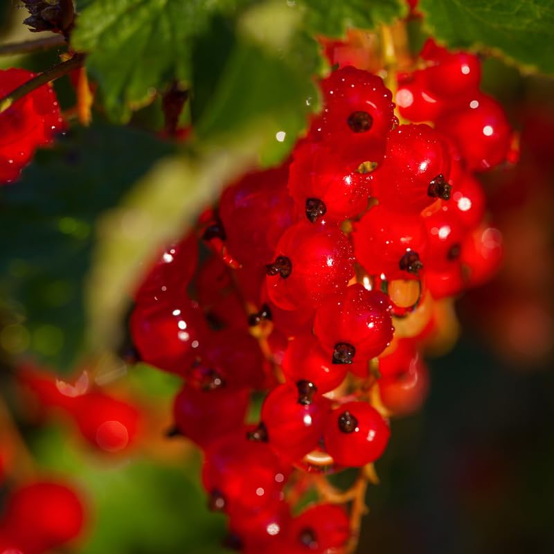 Currant Tree Live Plant for Growing, 1 Year Old, Currant Berries Fruit Tree, Currant Plant Live for Planting Your Garden, Currant Bush Live (Red Currant)