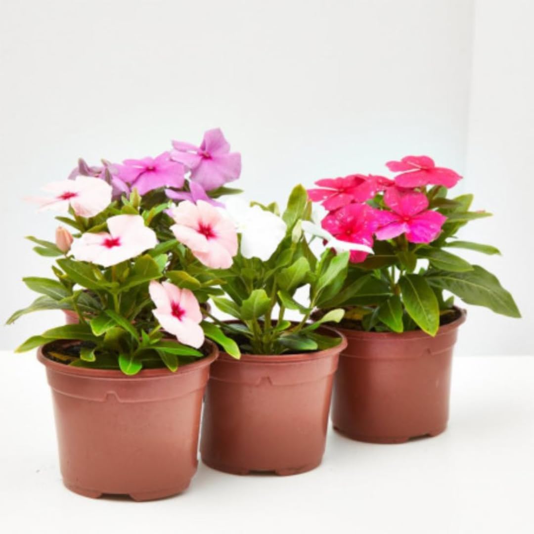 Red Vinca Flower Live Plant in 4" Pot, Perennial Vinca Minor Periwinkle Flowering Plants for Trellis Décor Oranamental, Zones 9-11