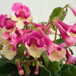 Streptocarpus Live Plant in 3.25" Pot, 5-8" False African Violet Ladyslipper Primose Plant for Spring Planting, Indoor Outdoor Home Décor (Blue White)