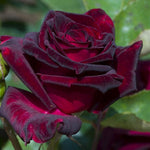 Black Red Climbing Rose Live Starter Plant, Fragrant Rose Ready to Plant, Climbing Rose for Planting Outdoor, No Pot, 1 Year Old Rose Plant