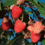 Caroline Red Everbearing Raspberry Bush Plant Live, Cold Hardy, Raspberries Plants Established Roots Live for Planting, 1 Plant 5-9 Inc Tall, No Pot